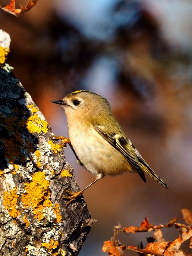 Regolo e Fiorrancino (Regulus regulus e Regulus ignicapilla)